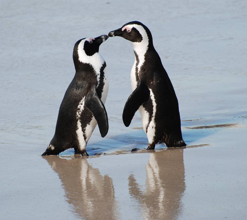 C'est Pas Le Pingouin Qui Glisse Le Plus Loin Un couple de pingouines au zoo de Tel-Aviv | Barbi(e)turix