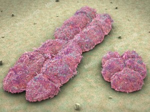 x_and_y_chromosomes01_1