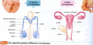 Clitoris_Bordas-ES-L_p-168