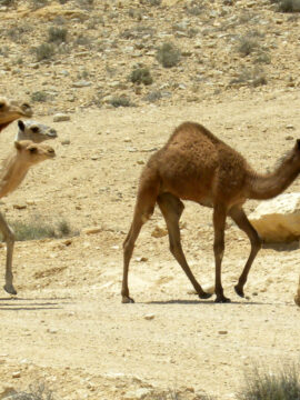 Splendeurs et misères du camel toe