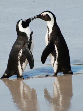 Un couple de pingouines au zoo de Tel-Aviv